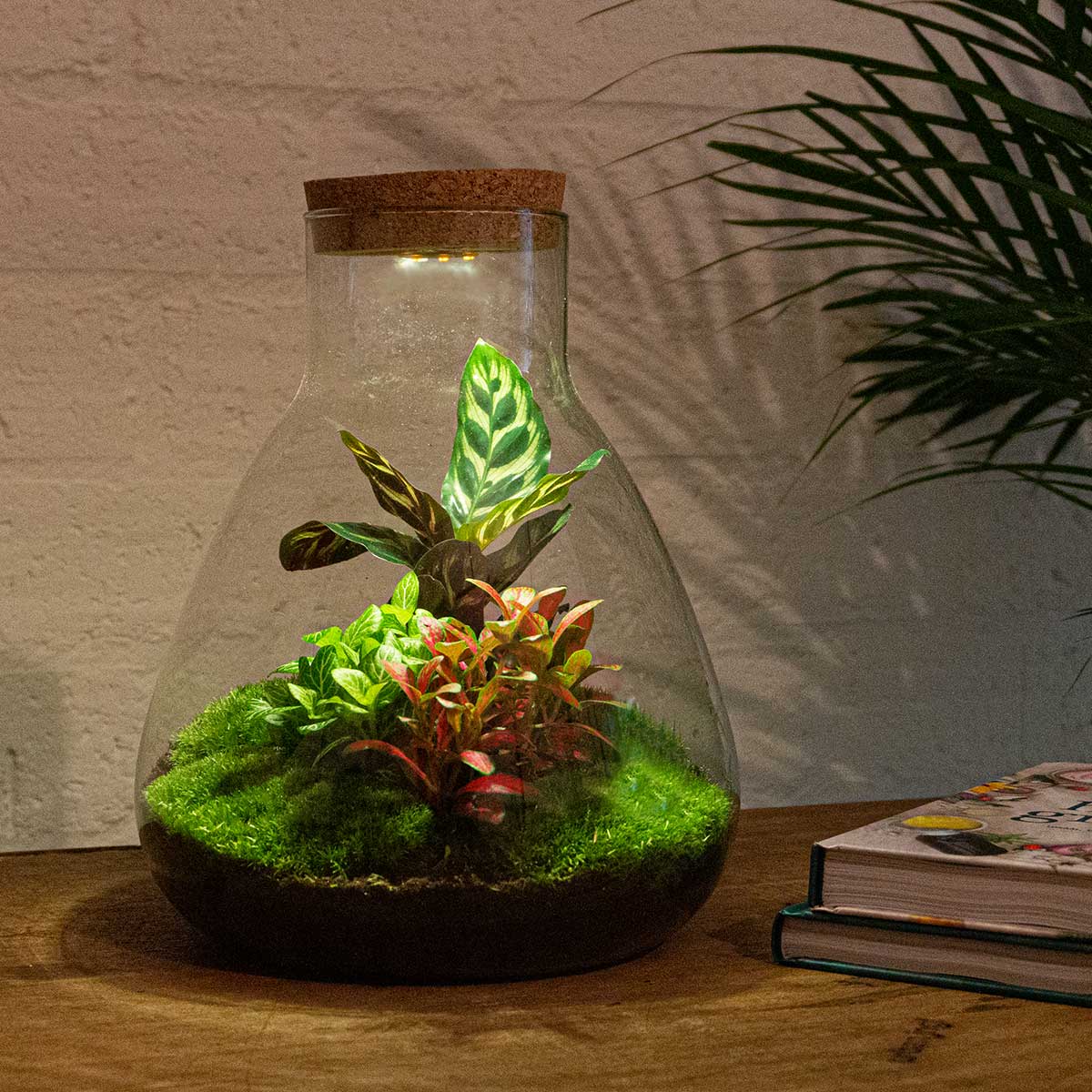 Sam Calathea | Plant terrarium met lichtbron | DIY-kit | Ø 24.5 cm ↑ 30 cm