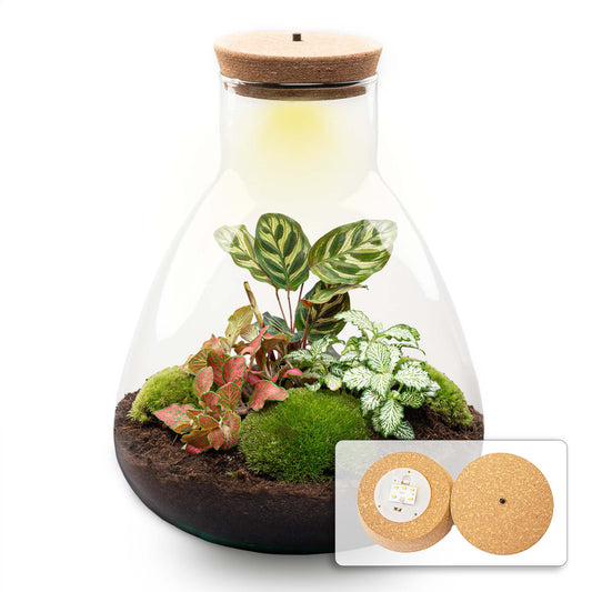 Sam Calathea | Plant terrarium met lichtbron | DIY-kit | Ø 24.5 cm ↑ 30 cm