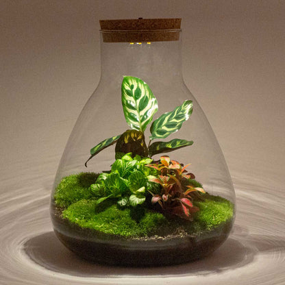 Sam Calathea | Plant terrarium met lichtbron | DIY-kit | Ø 24.5 cm ↑ 30 cm